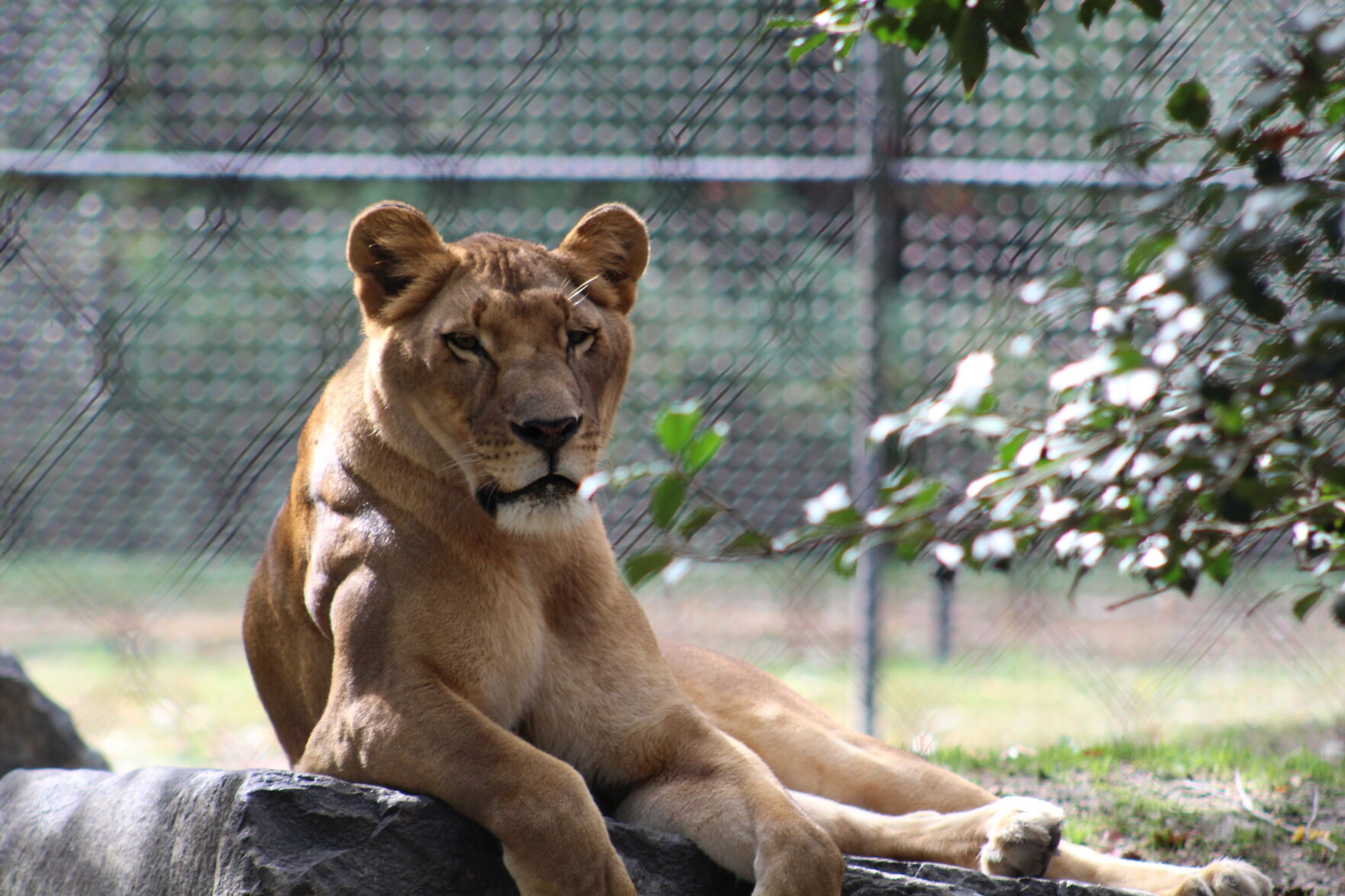 Boo at the Zoo_6628.JPG